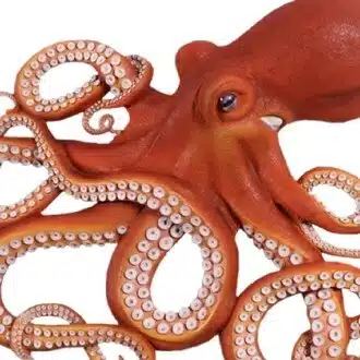 tako(17)