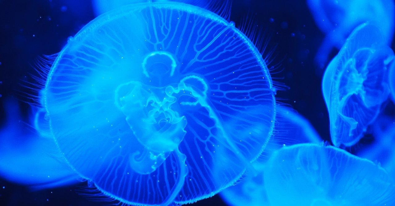 飼育の難しい水棲生物を簡単に飼いたいpart１ Aiちゃん Note