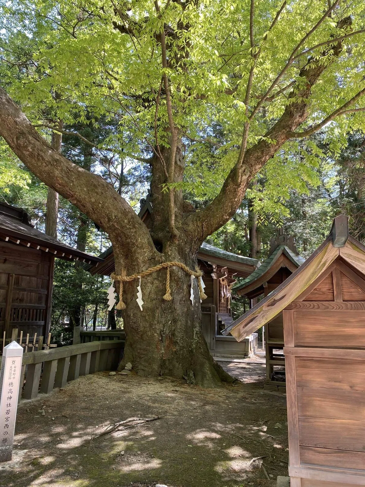 穂高神社　若宮西の欅