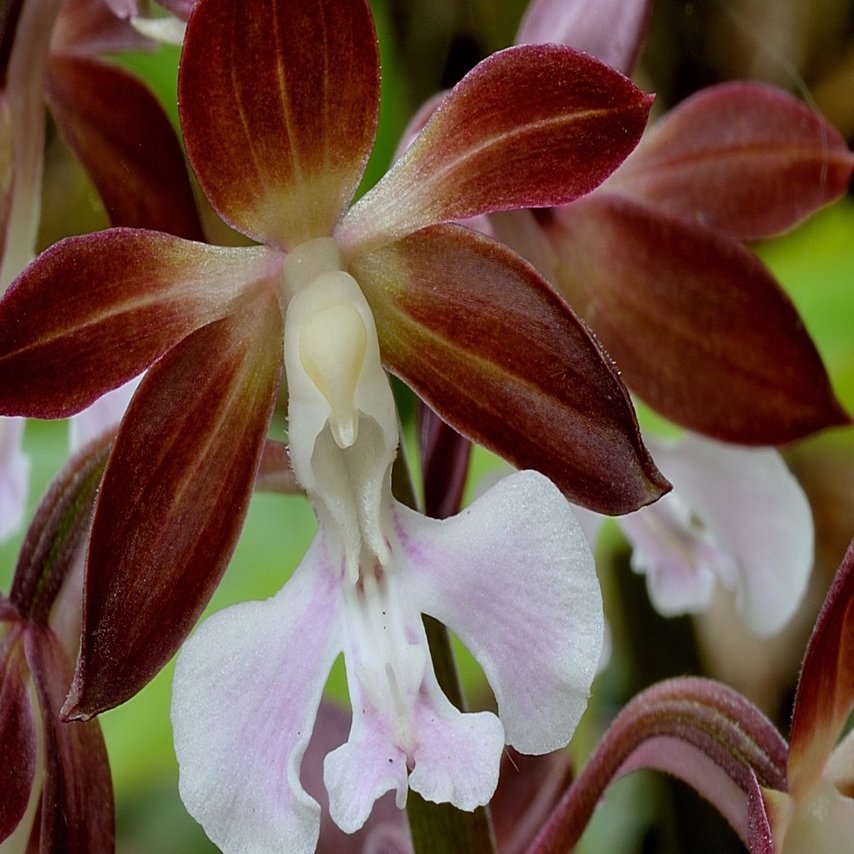 エビネ Hanamakiya Note