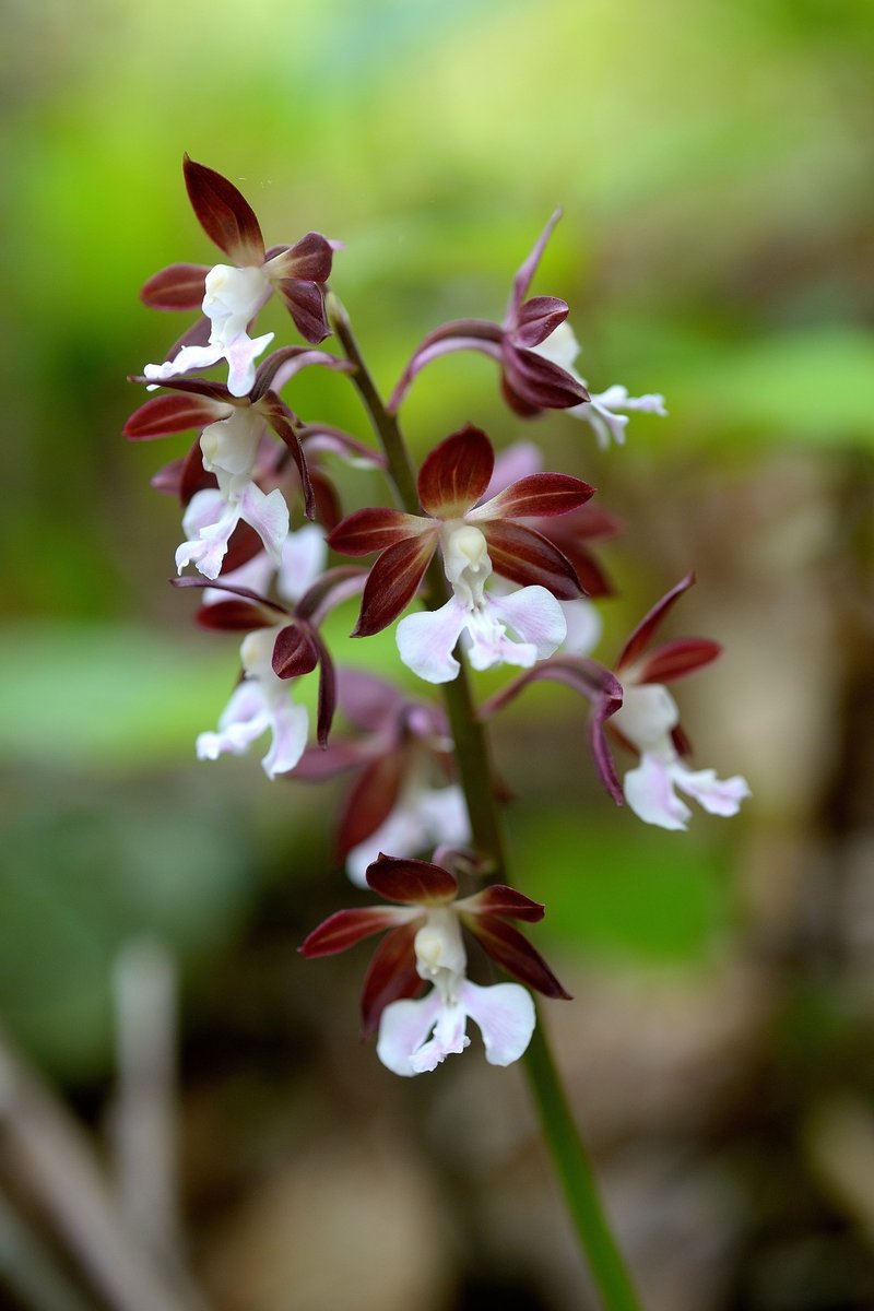 エビネ Hanamakiya Note