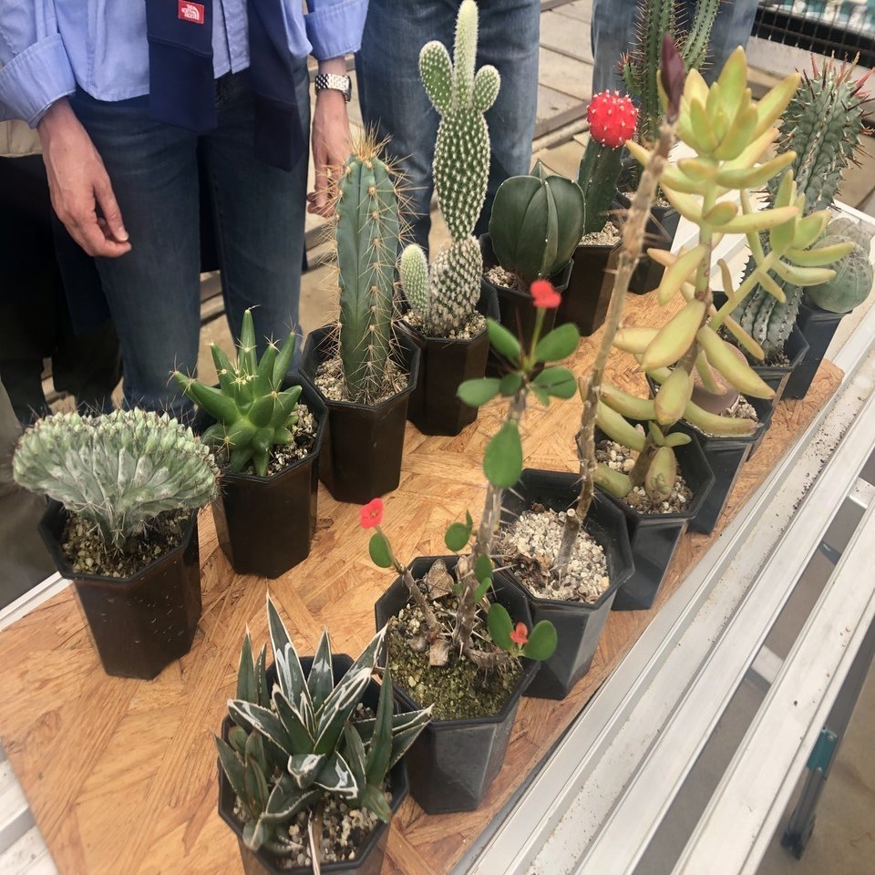 ツアレポ サボテン 多肉植物の楽園 後藤サボテン 3種の多肉寄植づくりツアー 大ナゴヤツアーズ Note