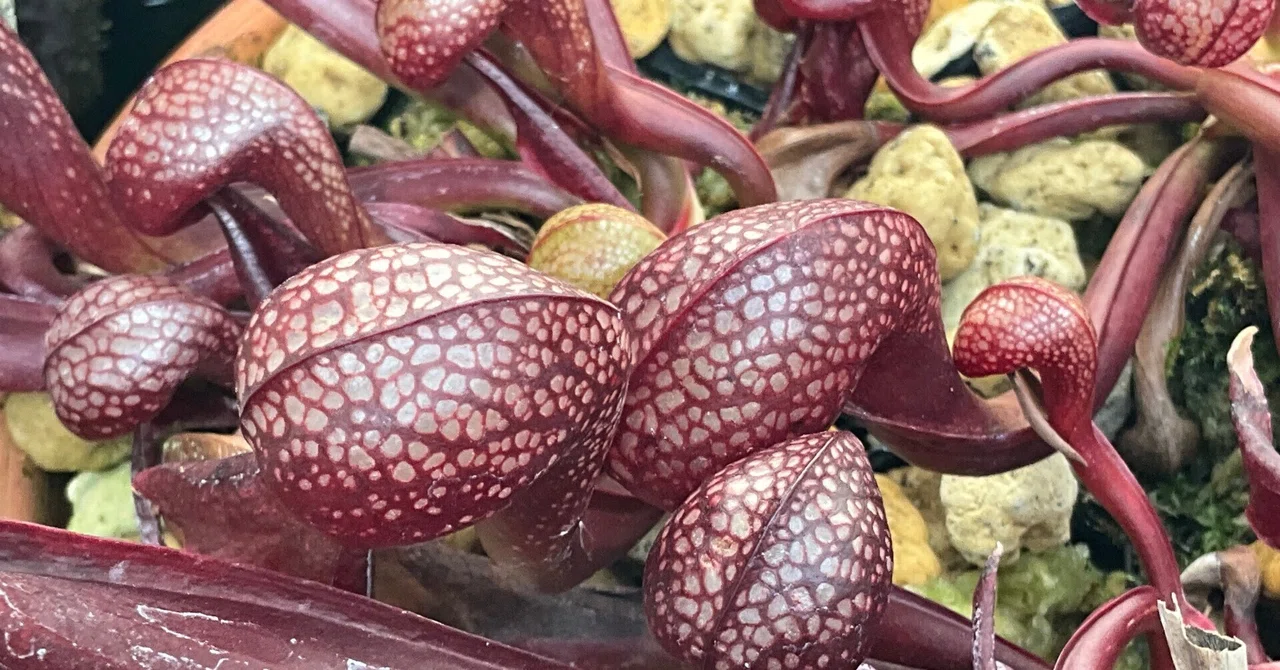 狩*登様 食虫植物 ダーリングトニア・カリフォルニカ 【速達】 ダーリングトニア・カリフォルニカ（京都府立植物園）：2026年3月11日