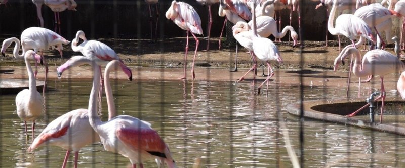 僕たちの純情がもっとリーズナブルに。多摩動物公園。