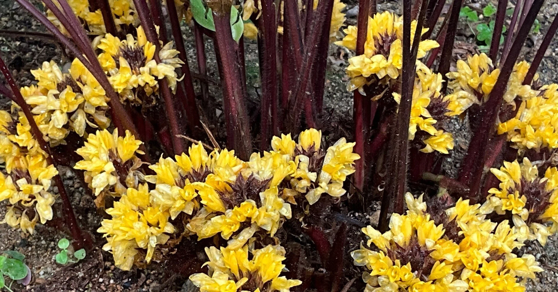 ゲッペルティア・ルフィバルバ（京都府立植物園）：2026年3月15日（日