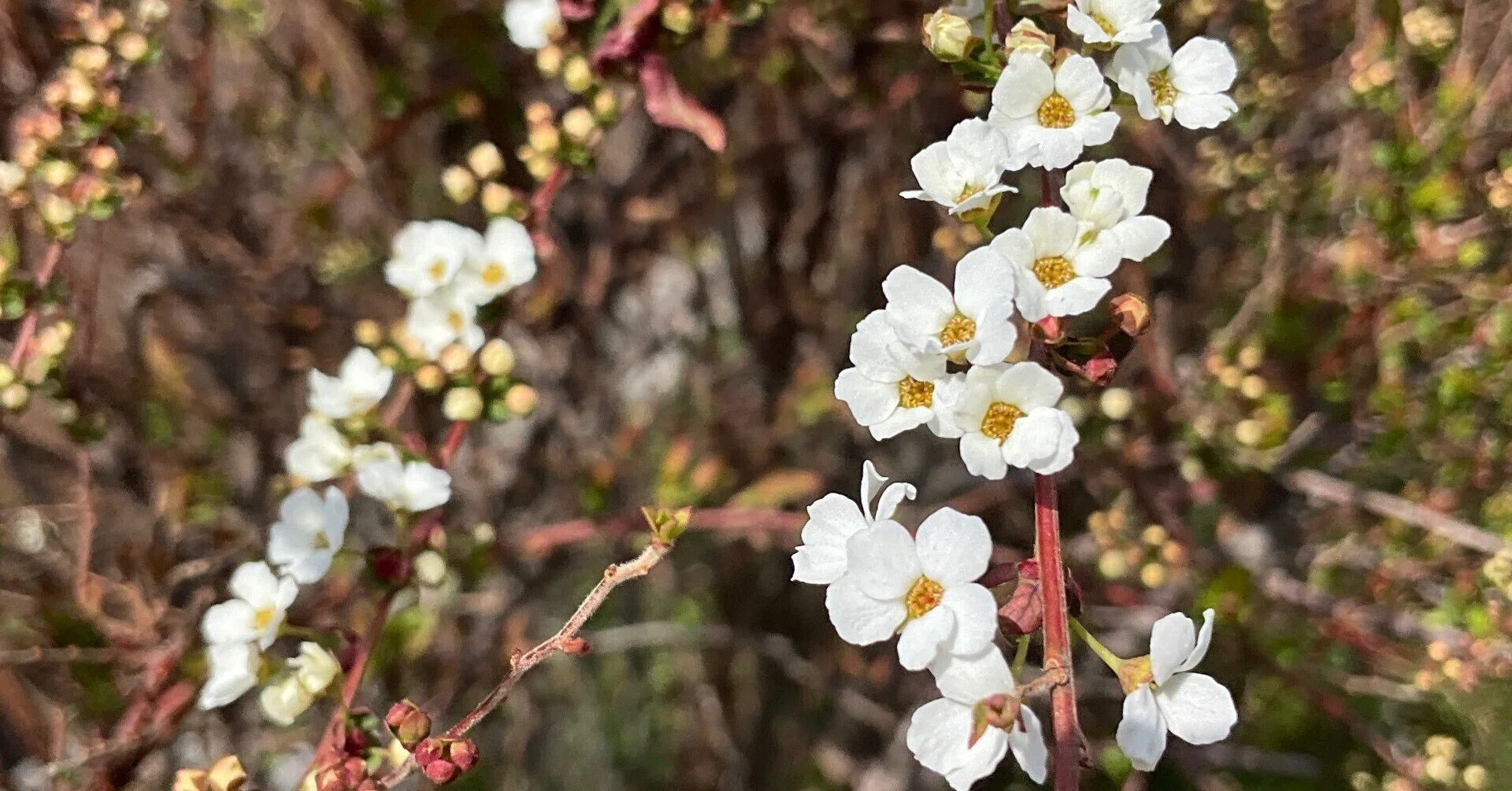 ユキヤナギが咲き始めた（京都府立植物園）：2026年3月13日（金