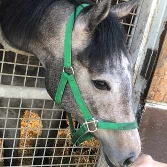 年 一口馬主 募集開始に向けて 馬体 いっちゃんねる 一口馬主 Note