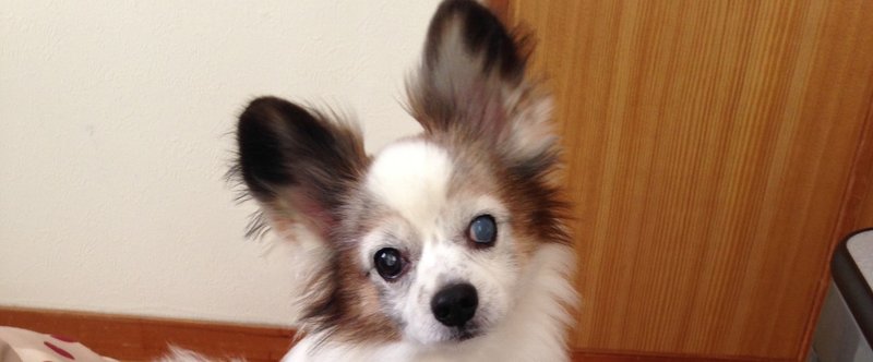 首をかしげる犬 瀬戸 夏樹 Note 首をかしげる犬 瀬戸 夏樹 Note