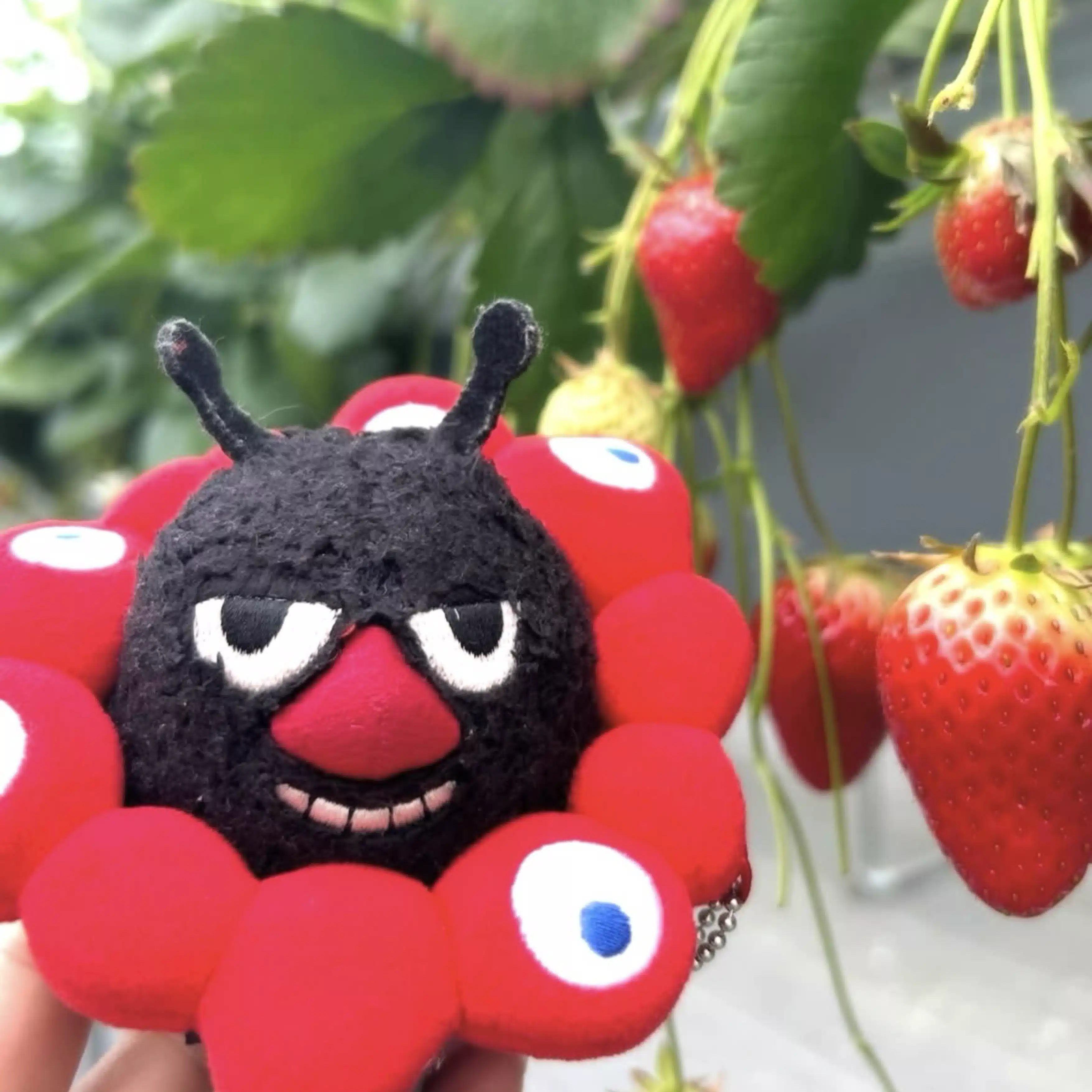 てふてふ日和