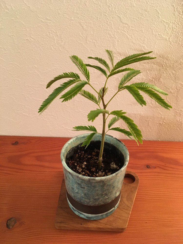 植木鉢 の新着タグ記事一覧 Note つくる つながる とどける 植木鉢 の新着タグ記事一覧 Note つくる つながる とどける