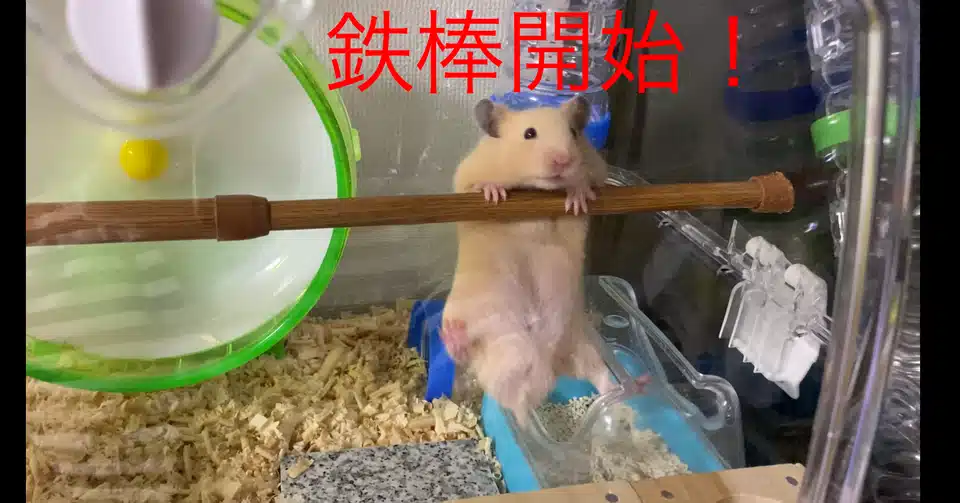 ハムスター飼育日記20日目 2020 5 15 サトウショウヘイ Note