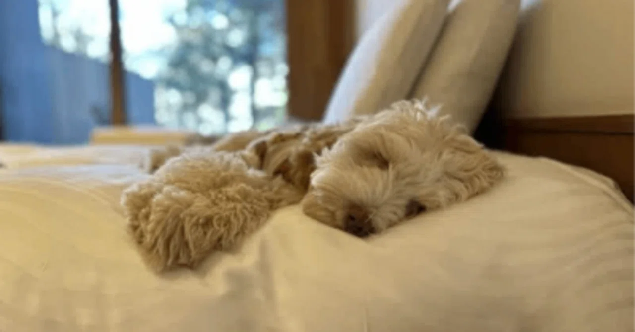 犬が急に元気がない】飼い主が最初に確認すべき10のチェック項目 