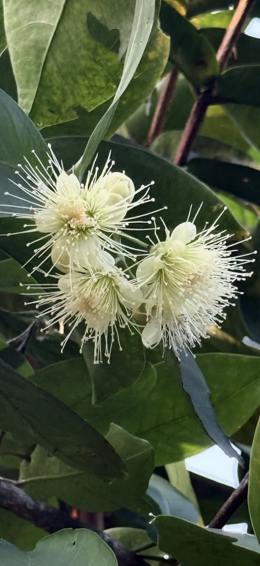 スリランカツアーリポート 植物篇 『レンブ』｜EGGSEED