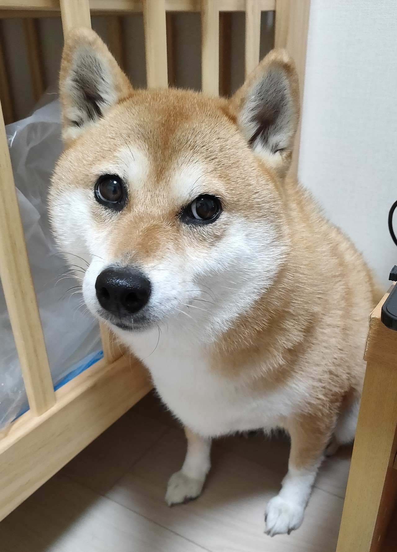 本日は文章はおやすみ 保育園自粛で煮詰まる毎日だけど 愛犬が常にくっついて座っていて常に無償の癒しをくれている 本当にいつもありがとう 愛犬を撫でるために毎日生きている と言っても過言では無いのだ 理系ワーママまりか 転職活動中 Note