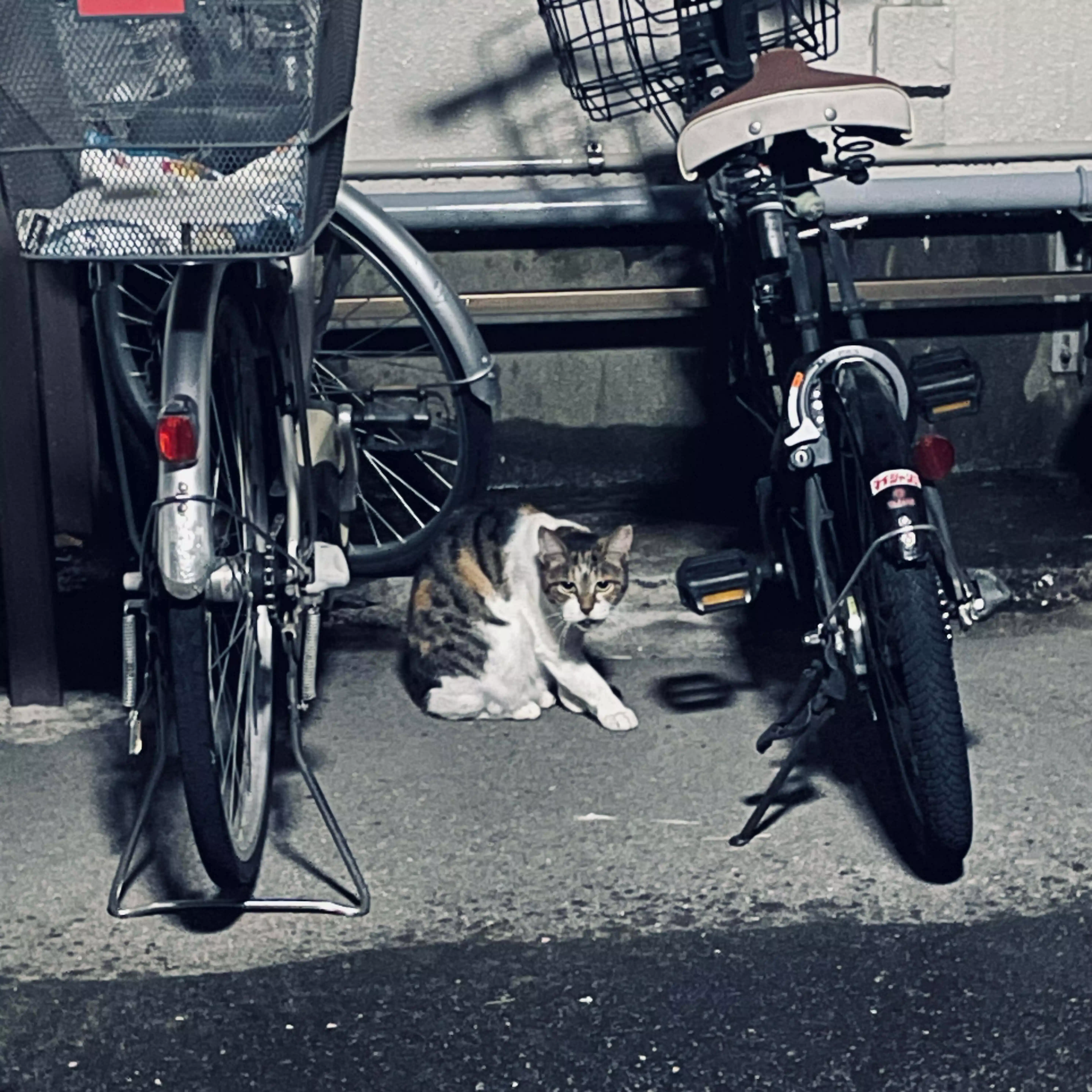 茜染