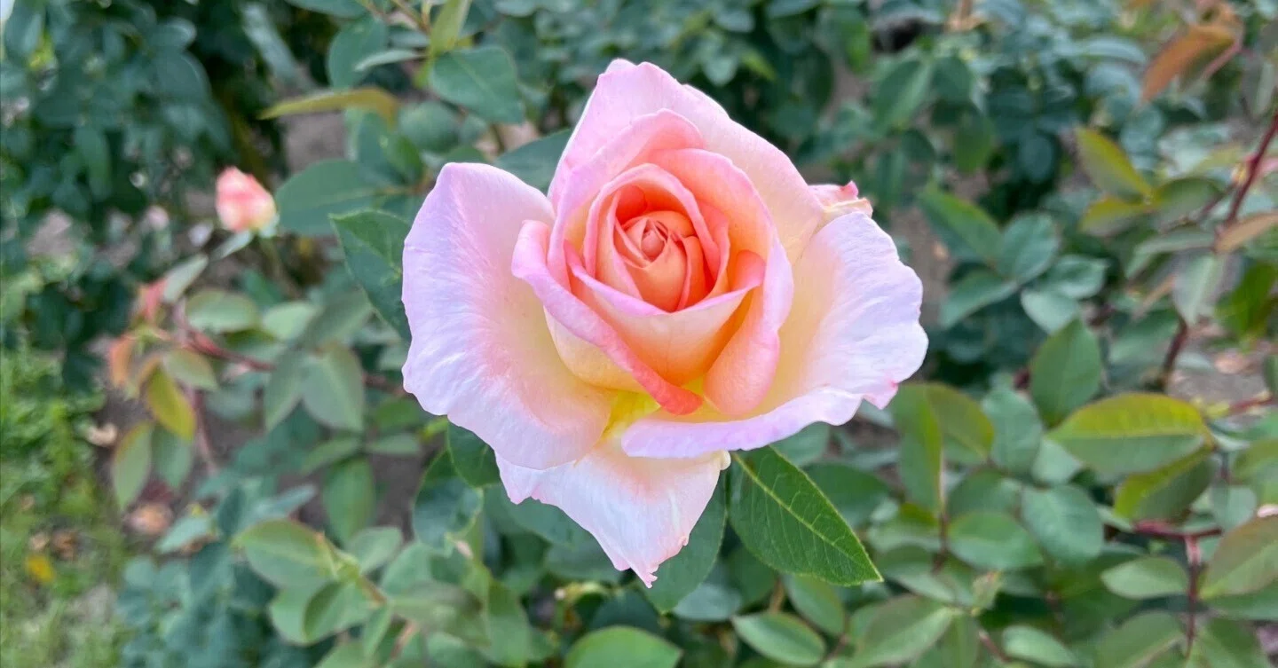 🇫🇷コンフィデンス（Confidence） 🌹中之島バラ園｜ぱぽにゃん🌹薔薇