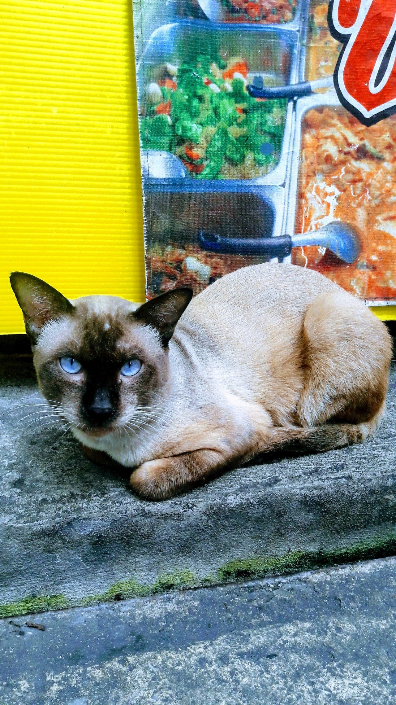 タイにはシャム猫 サイミーズ がそこらじゅうに居るのかと思ったらそうではなかった Milkman57 Note