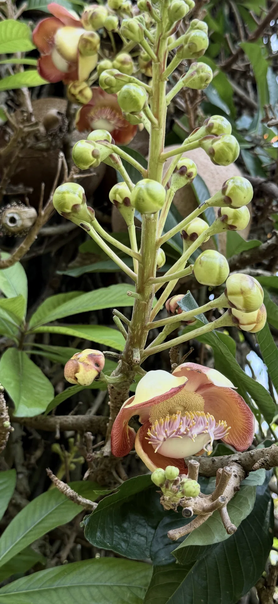 スリランカツアーリポート 植物篇 『ホウガンノキ』｜EGGSEED