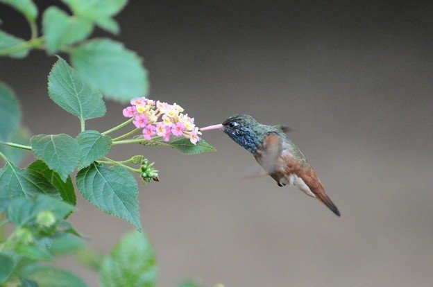 第1015回 ホバリングする鳥 翆野 大地 Note