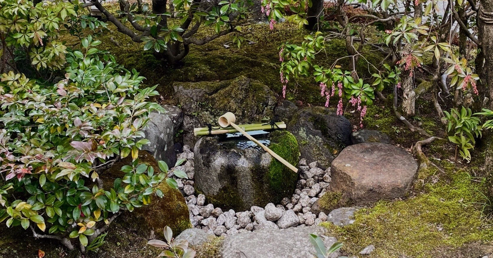 【掛軸】五島青滝「春蘭之図」共箱 二重箱 茶掛 画賛 花 茶道具 茶道具 掛け軸 十二ヶ月画賛横物 四月 卯月 月に桜の図 「落花随流水