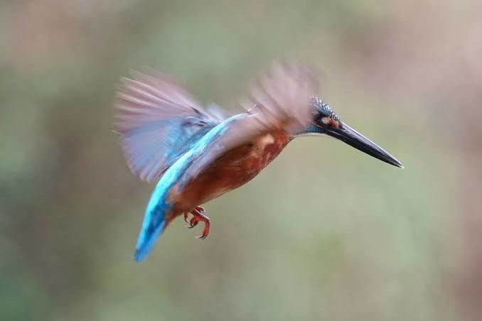 第1015回 ホバリングする鳥 翆野 大地 Note