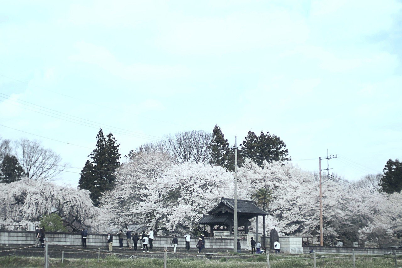 今年もやっぱり山梨の桜 妖艶、日本最高齢の山高神代桜 20.04.04 10:30