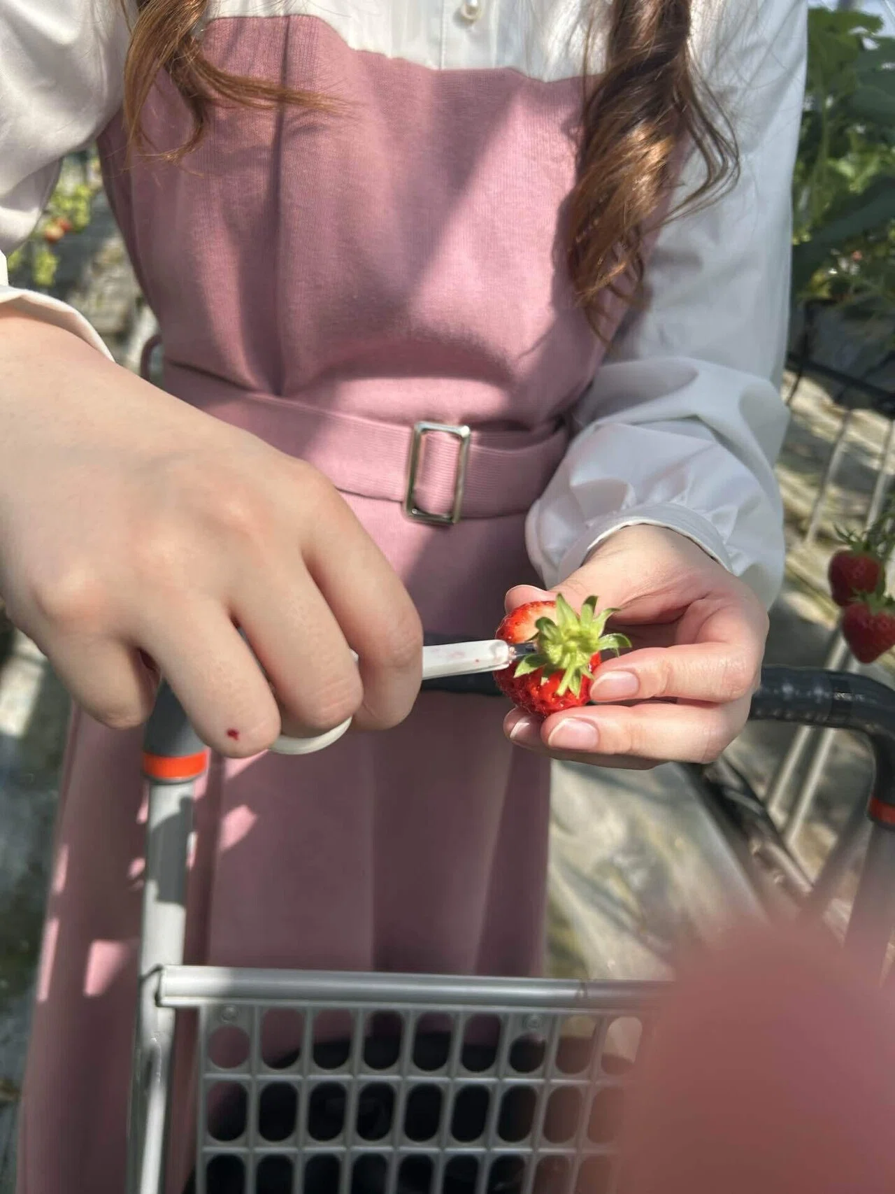 いちご狩り備忘録と持っていって良かったもの｜ぽし