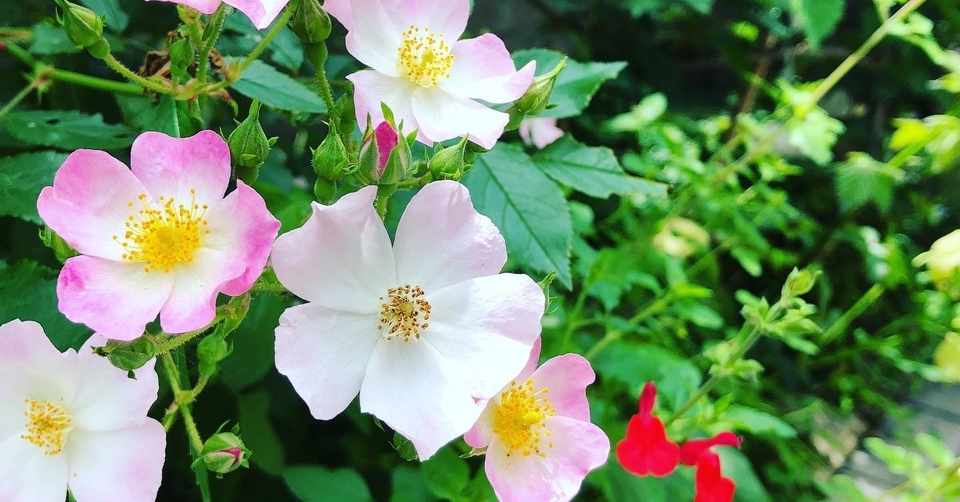 バレリーナ つるバラ Tanto Confiture Note