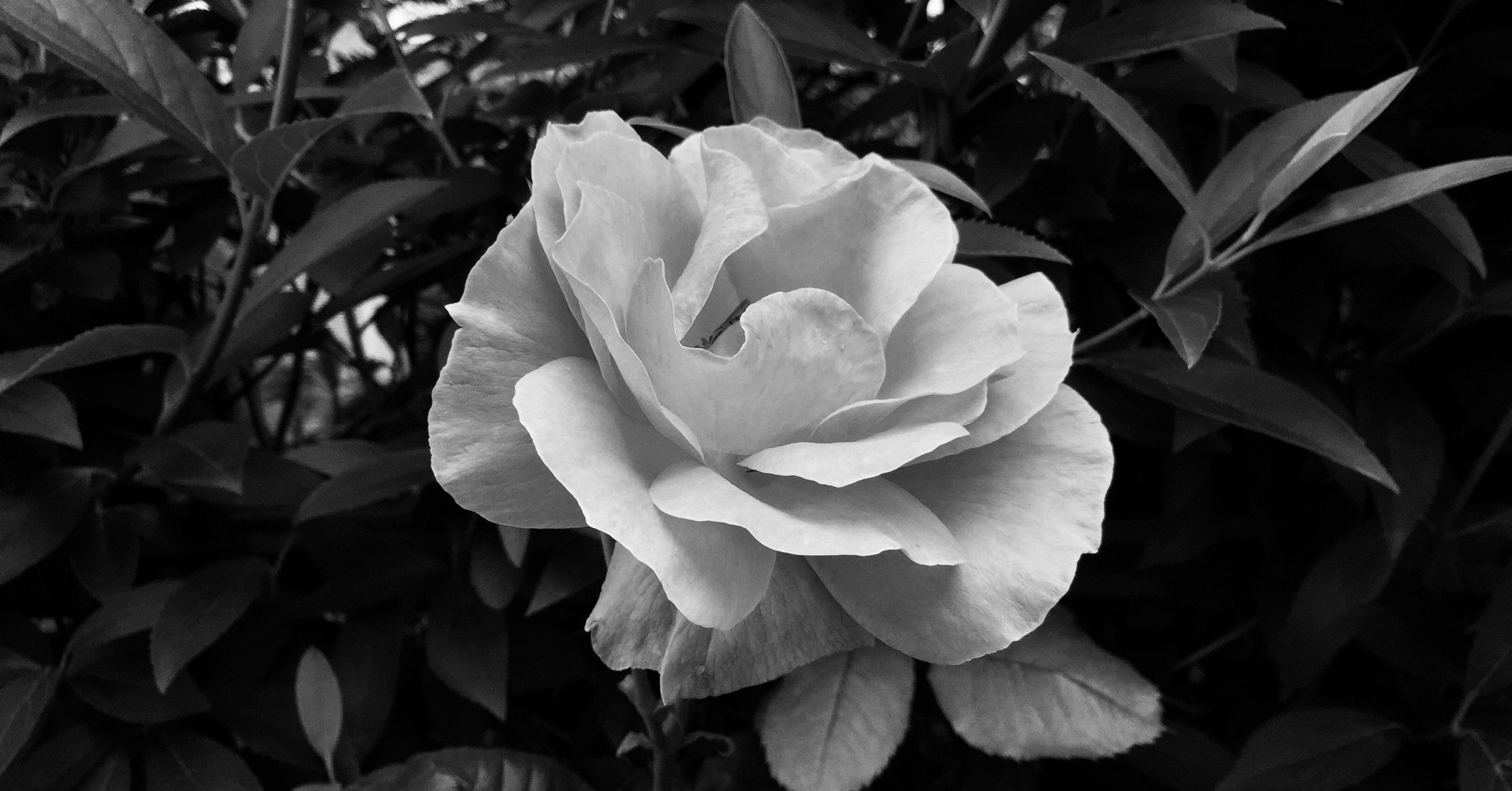 Kukka 花 Harada Moicafe Com Note