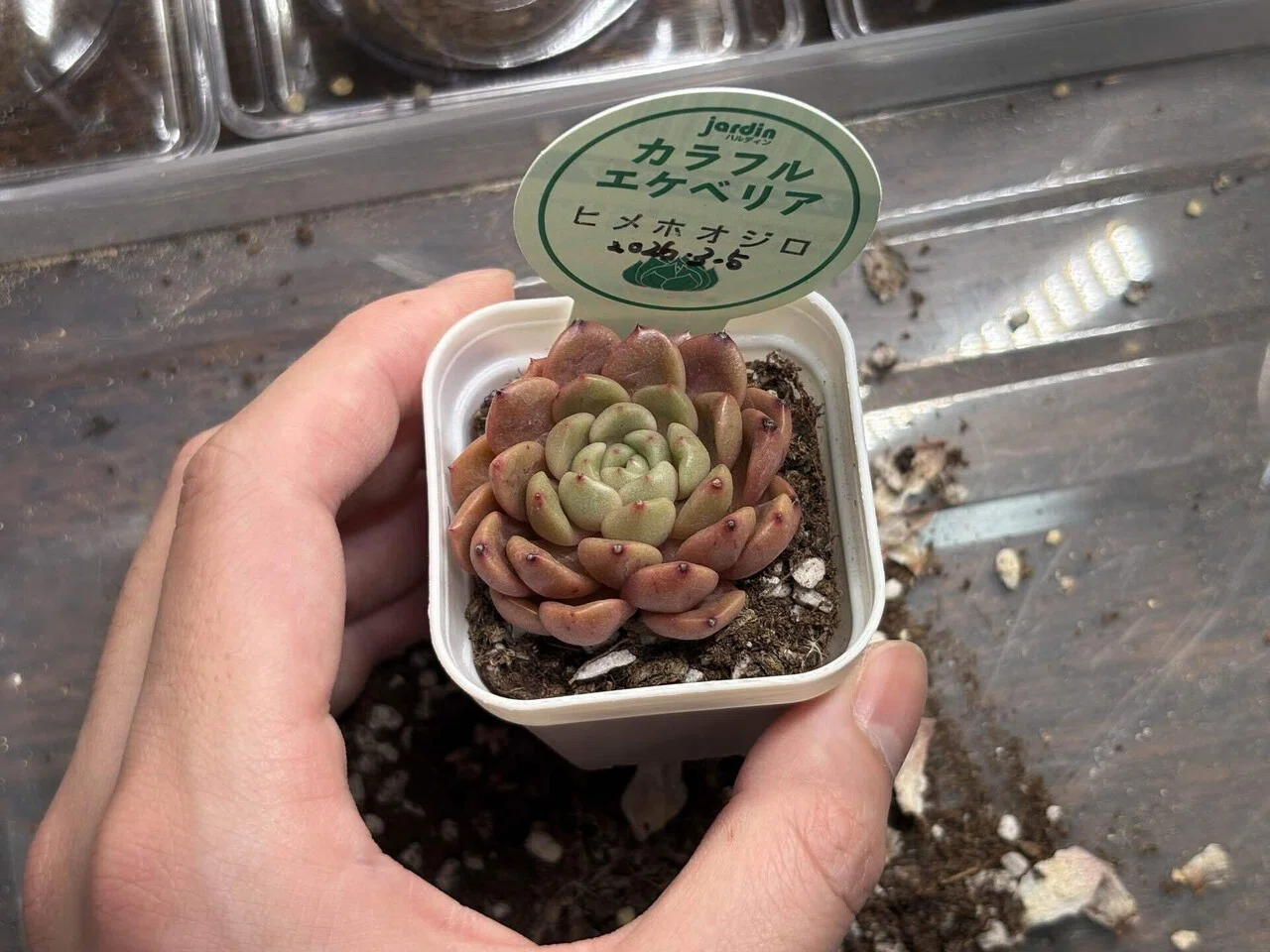 今日の多肉事。ホムセンで衝動買いした「ヒメホオジロ」を植え替えまし
