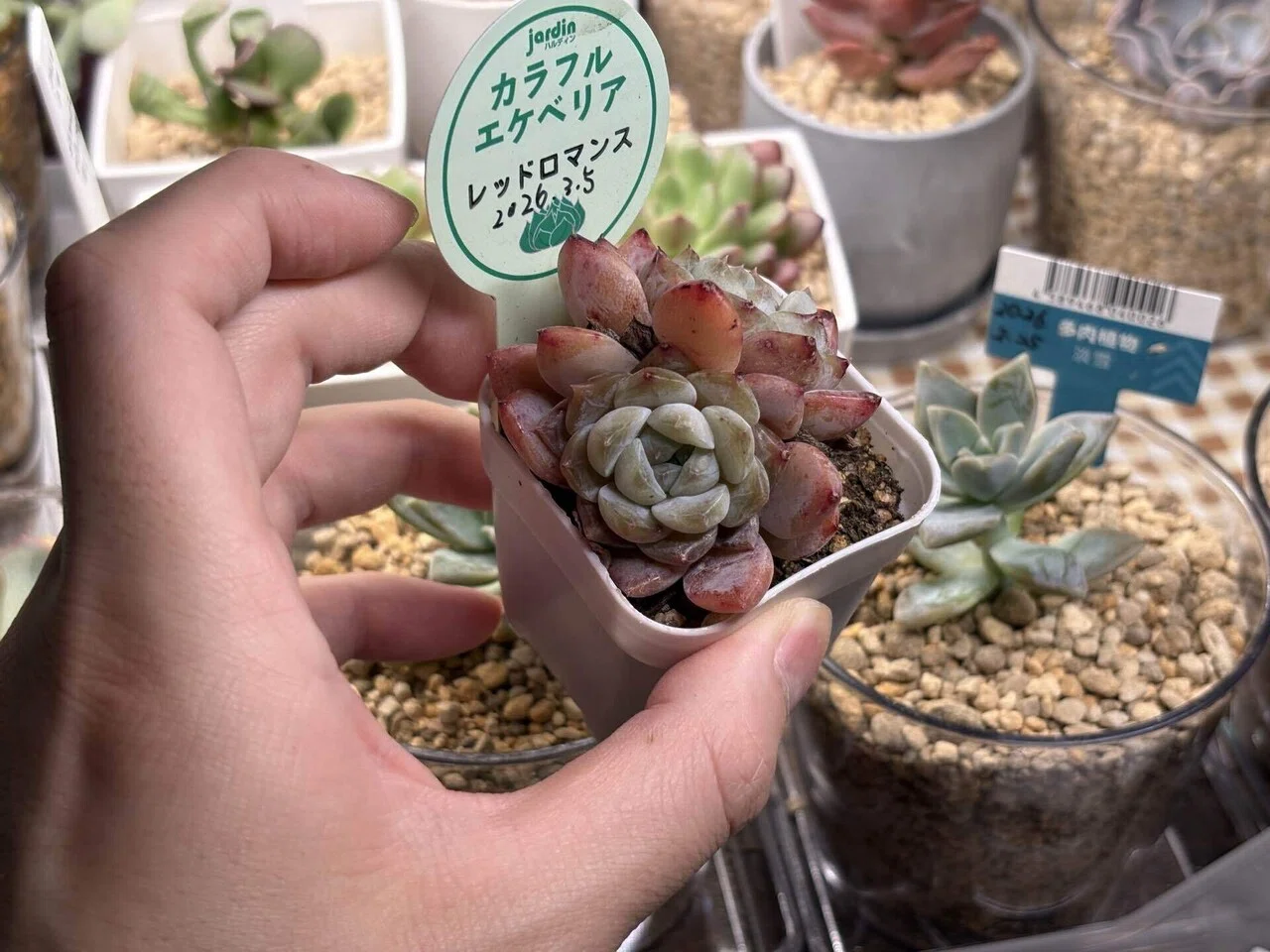 Top【選抜株】多肉植物　360941レッド ロマンス　40個　鉢無し/脱土 今日の多肉事。ホムセンでひとめぼれした「レッドロマンス」を植え替え