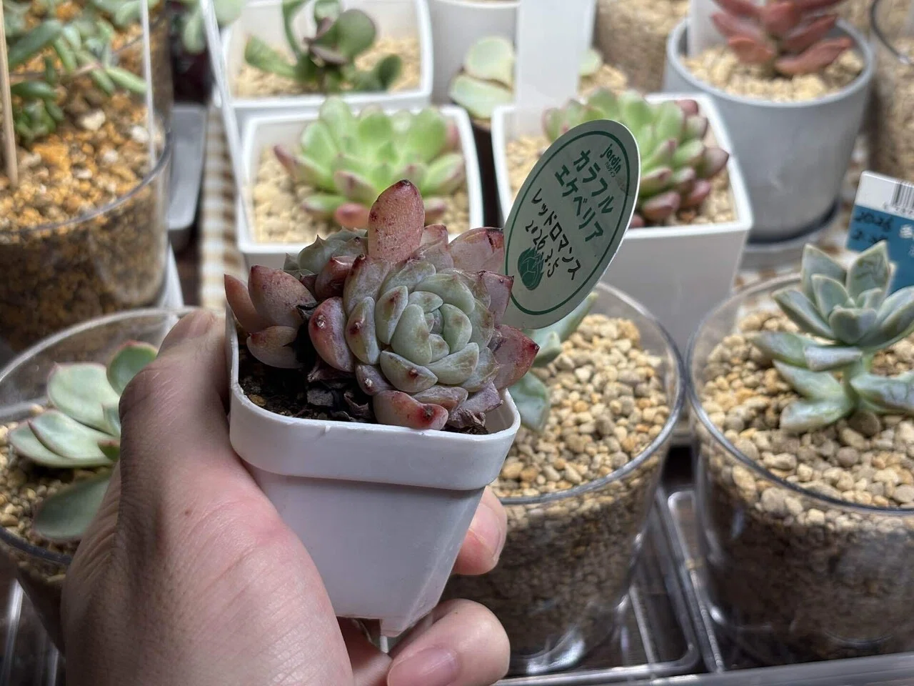 今日の多肉事。ホムセンでひとめぼれした「レッドロマンス」を植え替え