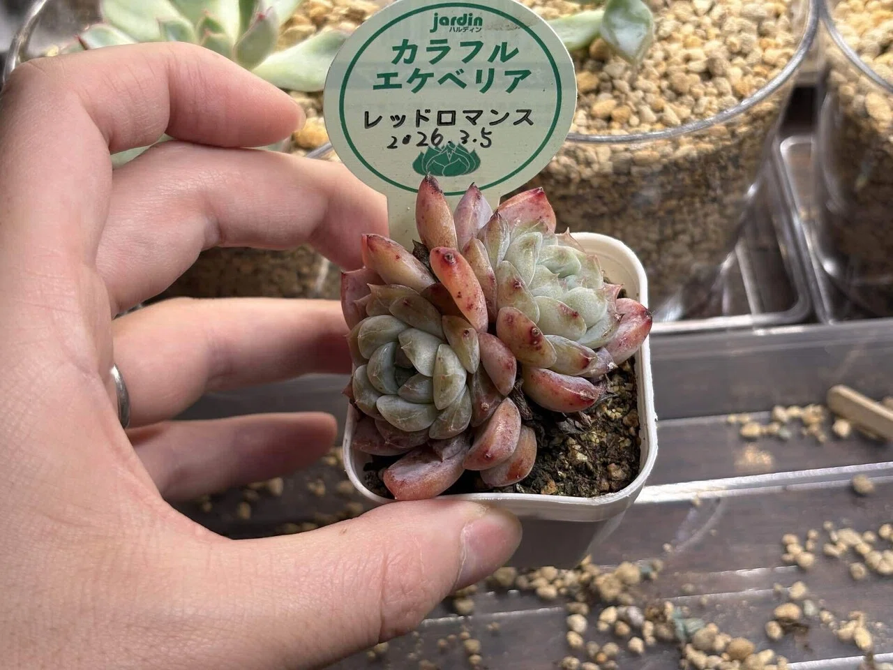 今日の多肉事。ホムセンでひとめぼれした「レッドロマンス」を植え替え