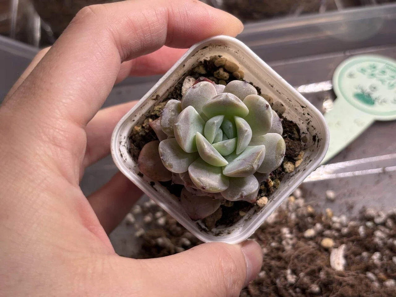 今日の多肉事。ホムセンで一目惚れした「シロン」を植え替えました