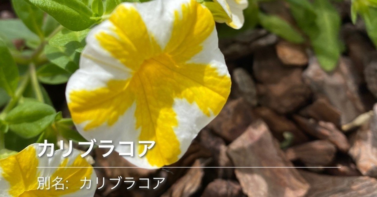 ハナノナ 花の名前を教えるアプリで葉っぱを検索すると りあこ Note