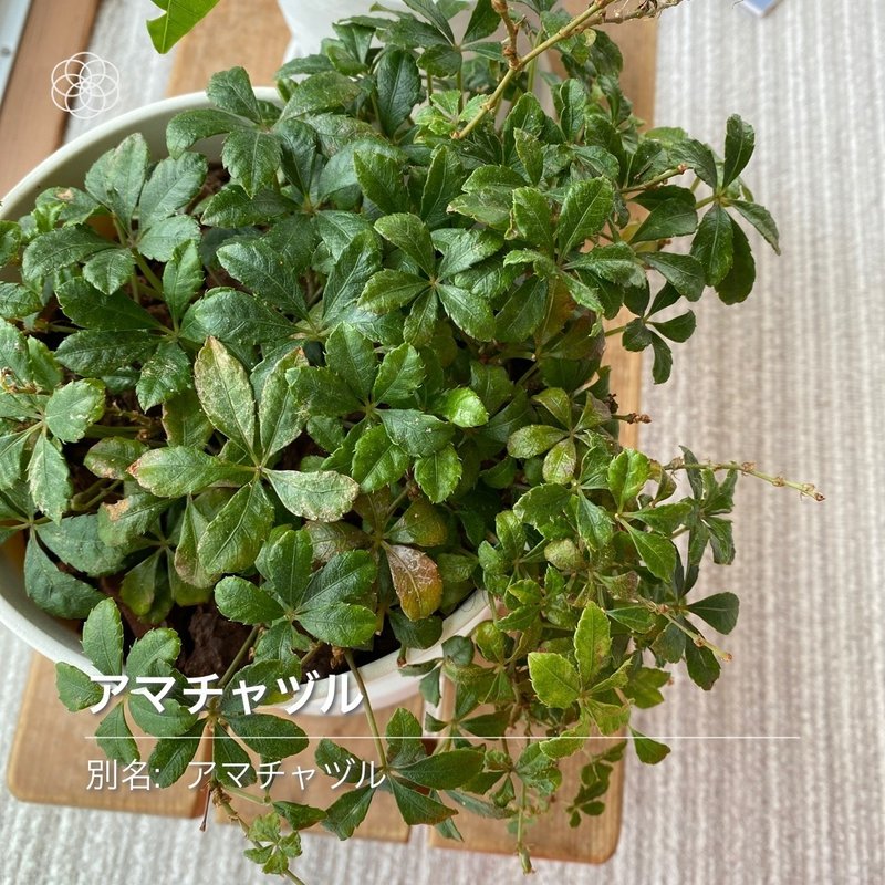ハナノナ 花の名前を教えるアプリで葉っぱを検索すると りあこ Note