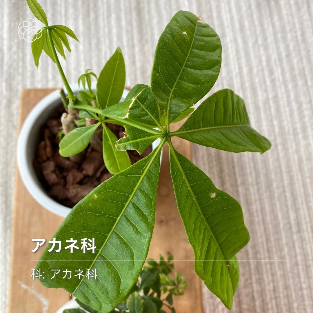 はなの葉ページ ハナノナ🌸花の名前を教えるアプリで葉っぱを検索すると🌱｜りあこ