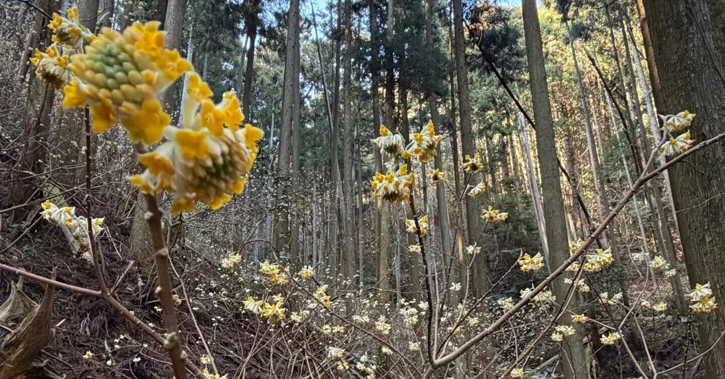 西山麓のミツマタ開花情報(3/10)｜ラリーグラス