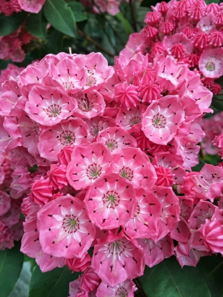 ラ*ク様 3577☘️蕾花付☘️極上☘️⭐️原生地採取⭐️croaticus⭐️ アメリカシャクナゲ。つぼみがチロルチョコ。｜花と日々 yas