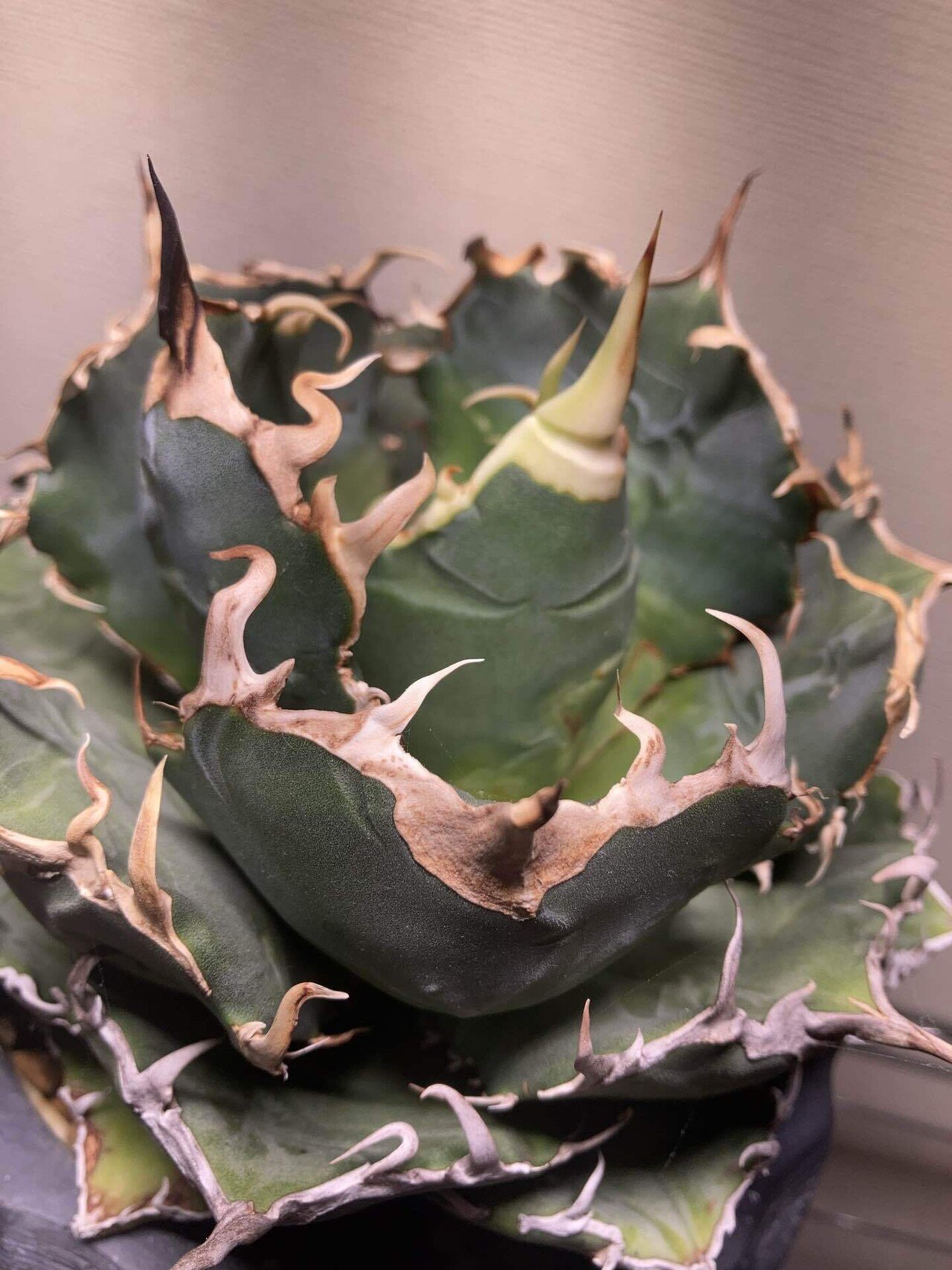 🌵アガベ「白鯨」の魅力｜人気の理由｜Aficion