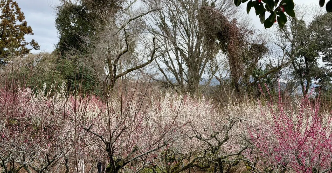 花霞。の第四百四十六首|音無桜花