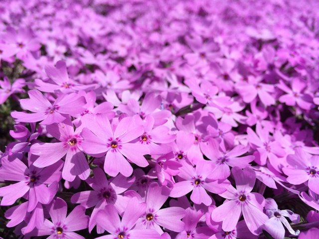 撮影:iPhone。福島県のとあるところへ芝桜を見てきました。