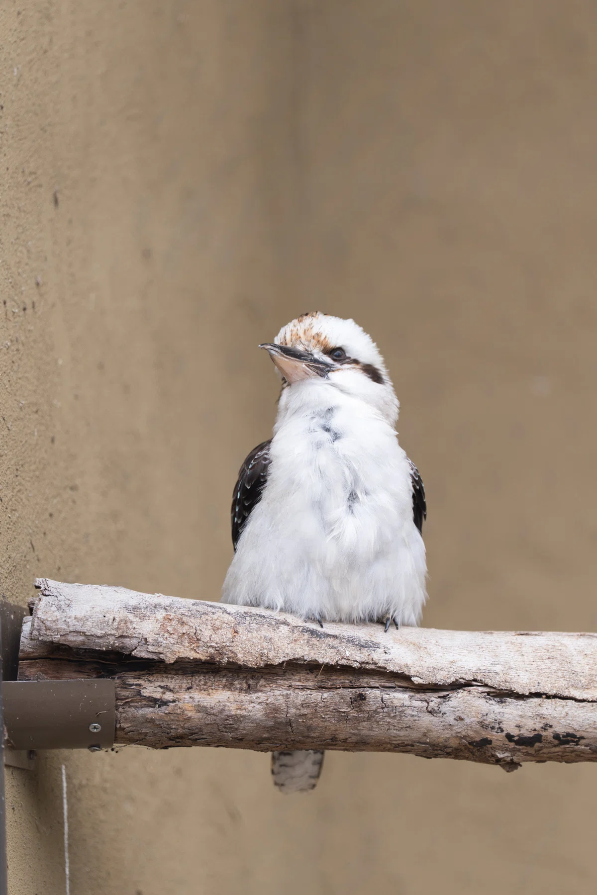 望遠レンズで撮る、天王寺動物園｜SONY α7CⅡ × SEL70200GM2｜shin