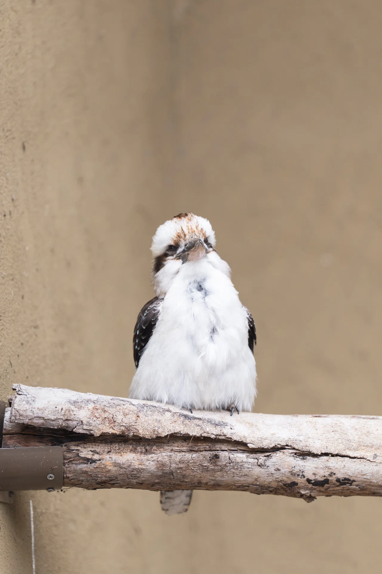 望遠レンズで撮る、天王寺動物園｜SONY α7CⅡ × SEL70200GM2｜shin