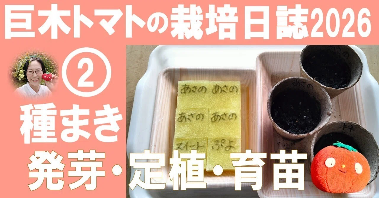 【希少熱帯果樹】ケレダン 播種2年目 実生株 5号鉢 巨木トマト栽培日誌② 播種・育苗｜とまとん母さんの水耕栽培いろんなこと