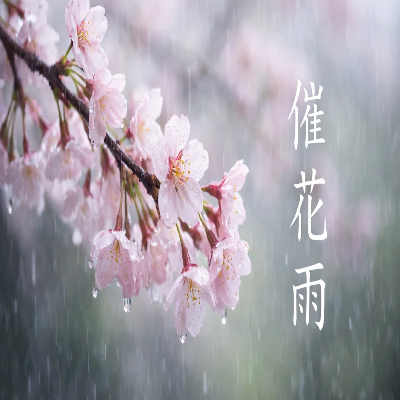 催花雨— 春は、雨が連れてくる｜ヒロティ