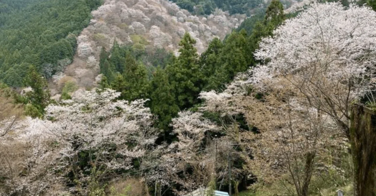 ☆2026年版：人生で一度は見たい、吉野の桜！本当はかなり過酷！アラ還