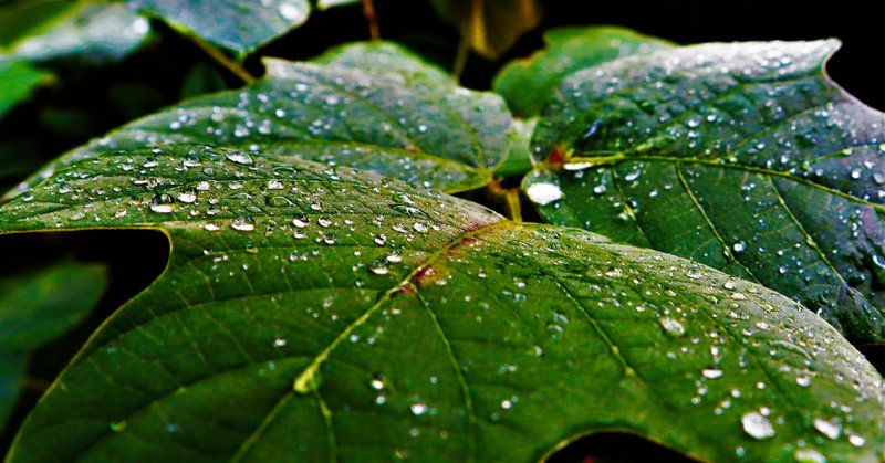 緑雨