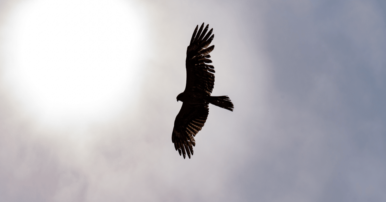 トンビの死にぎわ 志田岳弥 Note トンビの死にぎわ 志田岳弥 Note