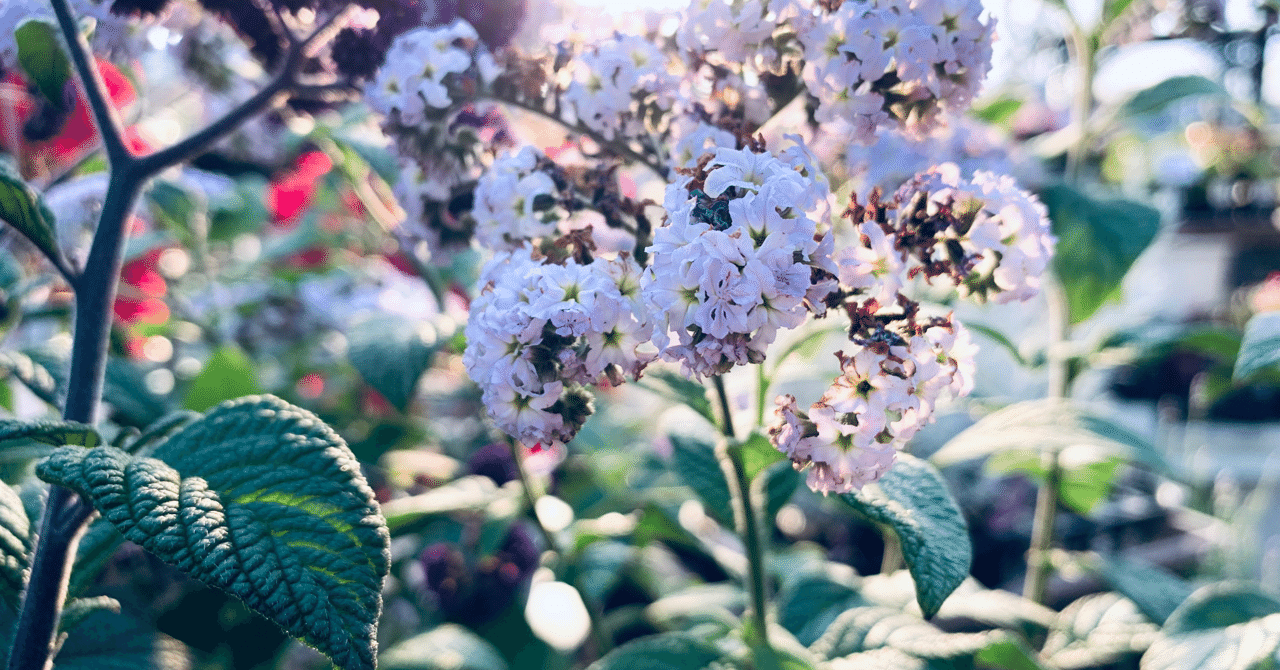 バニラの香りがする植物 ももか Note